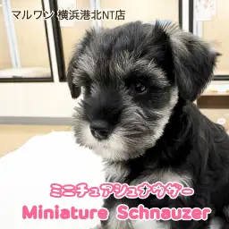 【 ミニチュア・シュナウザー 】口元に雪化粧を纏ったおっとりガール