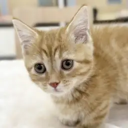 【 マンチカン 】短足足の長さ5cm、猫界のスーパーカー参上!