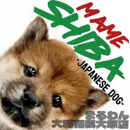 【 豆柴 】心を和ませる小さな紳士!癒しと可愛さが詰まった小さな日本犬が登場