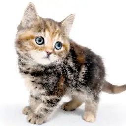 アメリカンショートヘア