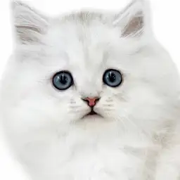 【 ペルシャ 】シルバーに輝く猫界の王様!気品と甘えん坊のギャップがたまらない