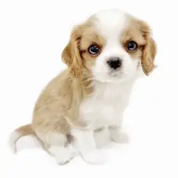 キャバリア・キングチャールズ・スパニエル