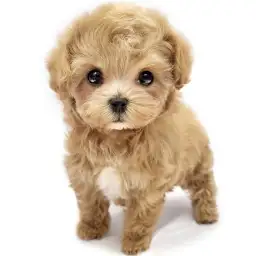 MIX（マルチーズ×トイプードル）