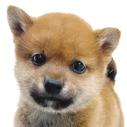 【 豆柴 】初心者さま必見！白い靴下をはいたタレ目が愛らしい温厚な男の子！