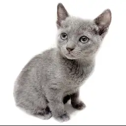 ロシアンブルー