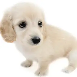 カニンヘン・ダックスフント