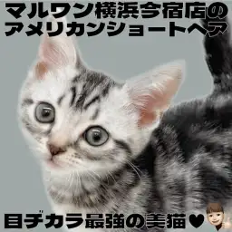 【 アメリカンショートヘア 】初心者さま必見！環境馴れ最速の甘えん坊な男の子！