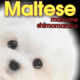 【 マルチーズ 】愛くるしい愛玩犬代表！白い天使が大田区下丸子に舞い降りた！