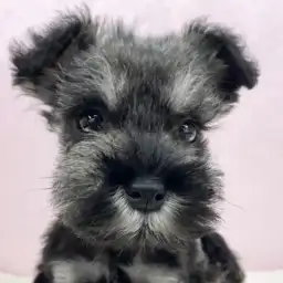 【 ミニチュアシュナウザー 】愛らしさ満点!小さめシュナくんが志村坂下店に登場!