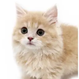 【 ラガマフィン 】猫界のテディベア！抱き心地抜群ハチミツ色の男の子