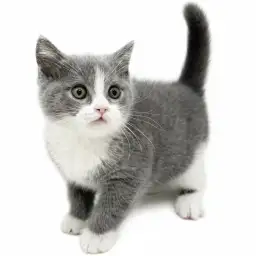 ブリティッシュショートヘア