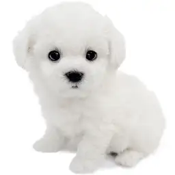 ビションフリーゼ