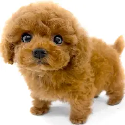 トイ・プードル