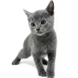 ロシアンブルー