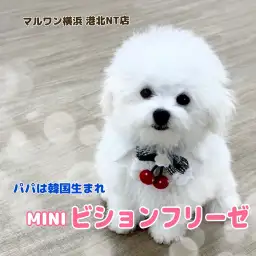 【 ビションフリーゼ 】大人気ミニビション!パパは韓国生まれ!