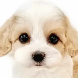 【 MIX 】丸顔と綺麗に入ったカラーが可愛い!マルワンのキャバションが大和市に