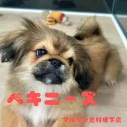 【 ペキニーズ 】癒しの鼻ペチャ顔は悶絶級の可愛さ!明るい性格の女の子!