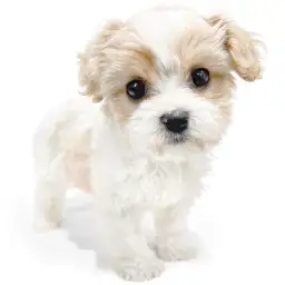 MIX（キャバリアキングチャールズスパニエル×ビションフリーゼ）