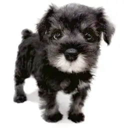 ミニチュア・シュナウザー