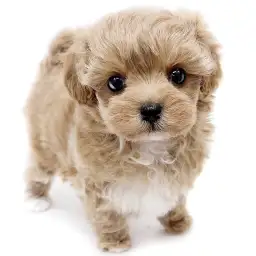 MIX（マルチーズ×トイプードル）