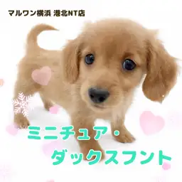 【 ミニチュア・ダックスフント 】愛嬌たっぷり!ゴールドカラーの女の子