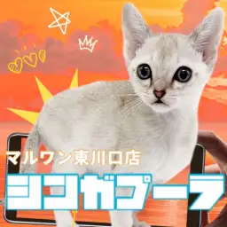 【 シンガプーラ 】最も小さな猫は希少な存在！猫らしからぬ性格の妖精さんが登場！