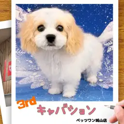 【 MIX 】キャバションの城山っ子成長報告！2026年1月15日