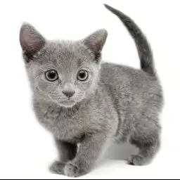 ロシアンブルー