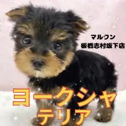 【 ヨークシャーテリア 】動く宝石！ヨーキーくんの今だけの瞬間を特別にご紹介！