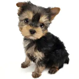 ヨークシャーテリア