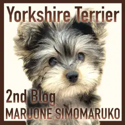 【 ヨーキー 】小柄で抜け毛が少なく飼いやすい！甘えん坊な生後3ヶ月の男の子！