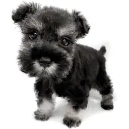 ミニチュア・シュナウザー