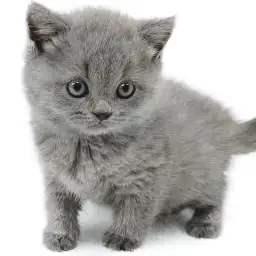 ブリティッシュショートヘア