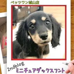 【 ミニチュアダックスフント 】城山っ子成長報告！2026年1月13日