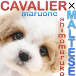 【 MIX 】可愛さ2倍！キャバリアとマルチーズが両親のキャバマルの男の子！