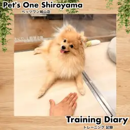 【 城山トレーニングダイアリー 】ポメちゃんの2回目トレーニング成長報告