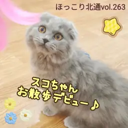 【 ほっこり北通vol.263 】垂れ耳スコちゃんのお散歩デビューに密着！