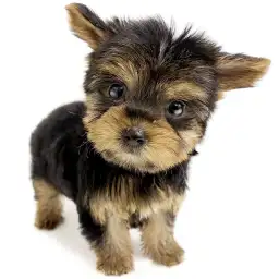 ヨークシャーテリア