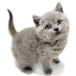 ブリティッシュショートヘア