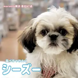 【 シーズー 】生後4ヶ月!ふわもこ天使の成長記録と行動の変化は!