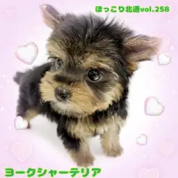 【 ほっこり北通vol.258 】生後2ヶ月にして凛とした立ち耳！ヨーキーの女の子
