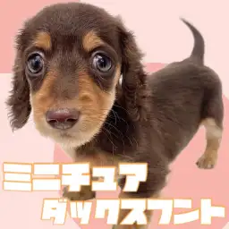 【 ミニチュアダックスフント 】濃厚濃いめのチョコレート！小さめサイズの女の子！