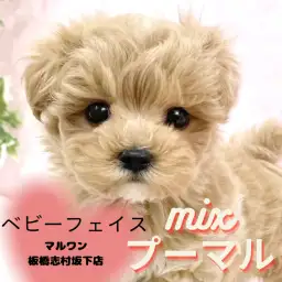 【 ミックス 】大人気！プーマルの男の子が新しく志村坂下店に仲間入りしました！