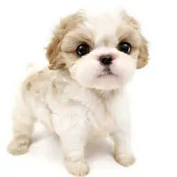 MIX（ビションフリーゼ×キャバリアキングチャールズスパニエル）