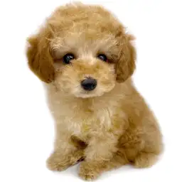 トイ・プードル