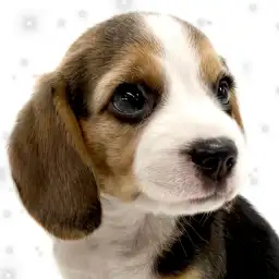 【 ビーグル 】反則級な可愛さ！愛嬌たっぷりのビーグルちゃんが来店！