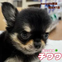 【 チワワ 】ぱっちりお目々と短足2頭身ボディがキュートな女の子!