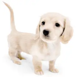 ミニチュア・ダックスフント