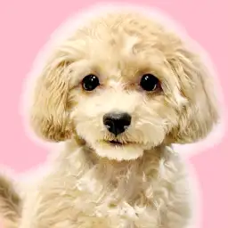 【 MIX 】マルプー：社交的な甘えん坊、お散歩デビュー準備中！