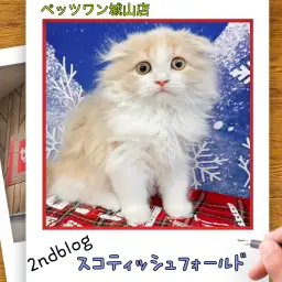 【 スコティッシュフォールド 】城山っ子成長報告！2026年1月20日
